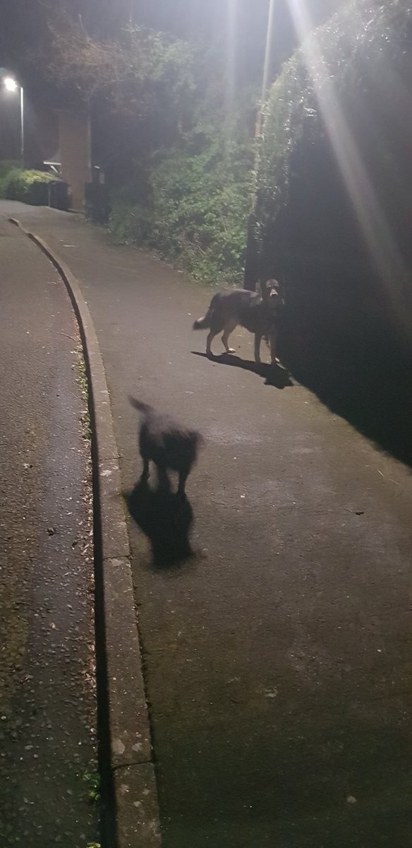gpfuture's tweet image. Walking the dogs tonight, I was taken by how much the wind through the trees sounded like waves crashing onto a beach. We live about 3 miles in from the coast but this sound was both soothing and reassuring. Just me, Murphy, Pepper and a breeze.
#AllVeryHappy