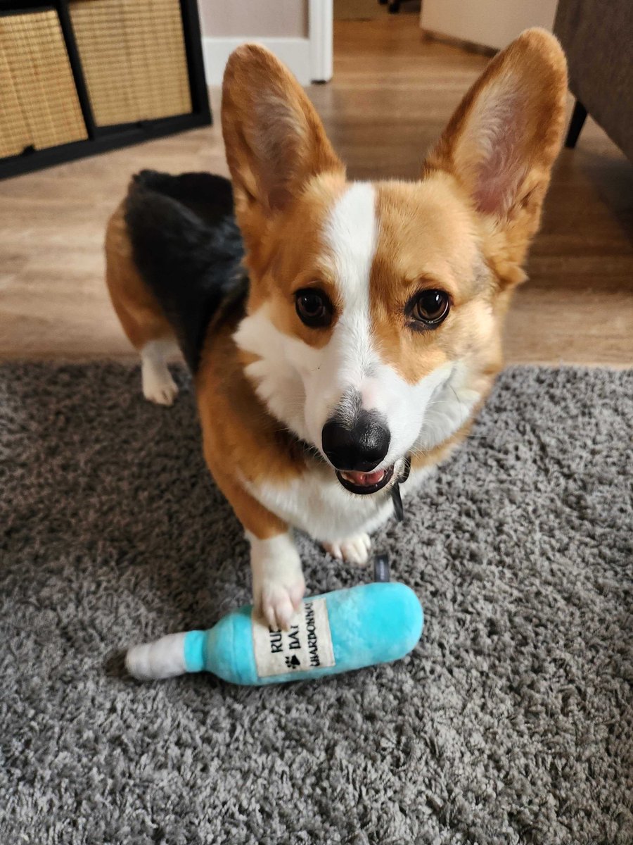 Happy 6th birthday to our dog. His name is Iroh. He is a corgi. He is our most distinguished editor. Thank you for trusting him with your work.