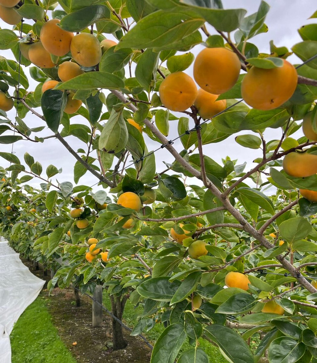 unitedfreshnz's tweet photo. We checked in with United Fresh member, First Fresh NZ Ltd, about the upcoming persimmon season in Gisborne.
Growers are much happier than they were this time last year. Fruit volume and quality are expected to be back to where they normally are. #nzpersimmons https://t.co/nmusd2qTZv