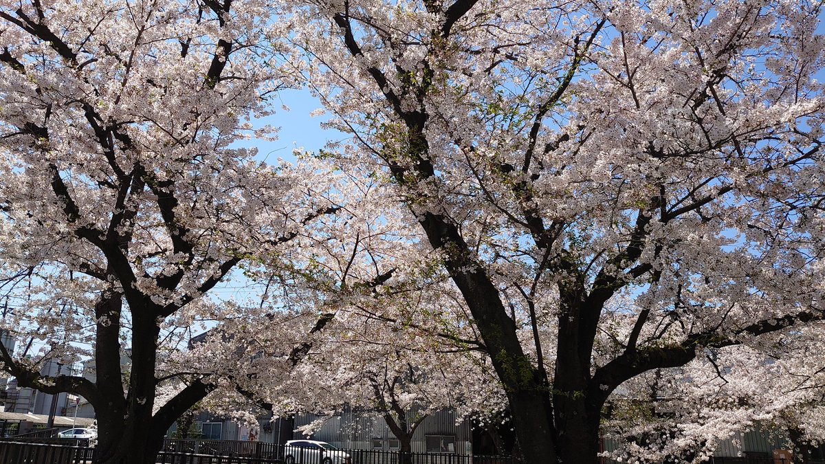 Ayuni_DIC's tweet photo. 今週末ぐらいまでですかね🌸 https://t.co/edumoeyNYS