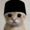 Meow Barak tweet media