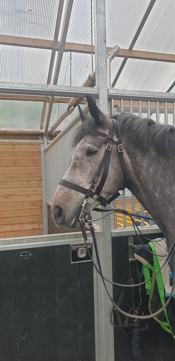 TPH Bruce assisted with locating a missing person today in Cheltenham, assisted by his good buddy PH Prestbury It's great to see our new horses progressing in their roles 🐴 @CheltPolice