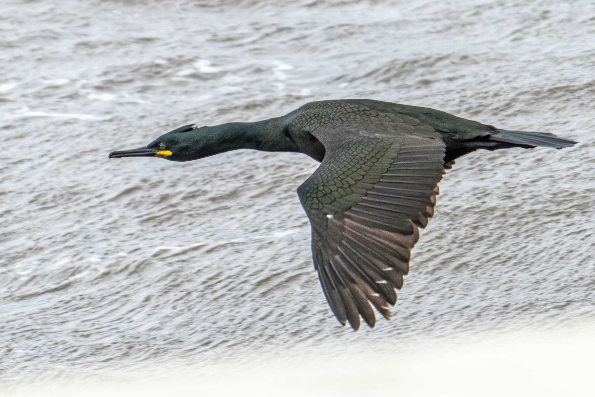 Shag passing
#Birds #birdwatching #birdphotography
