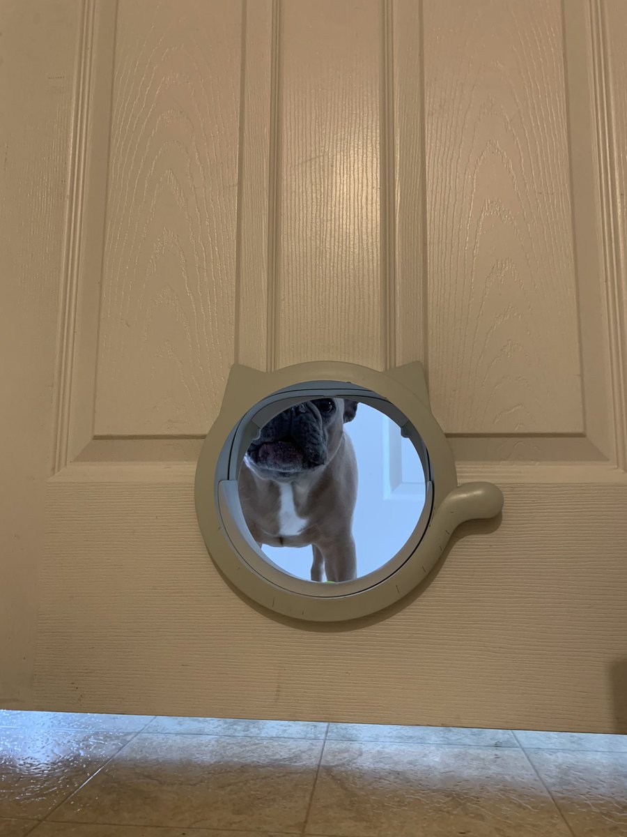 Previous owners of our new place had installed a “cat door” from the downstairs to main floor. My dog loves to use this to verbally assault me till I come up and play with him haha