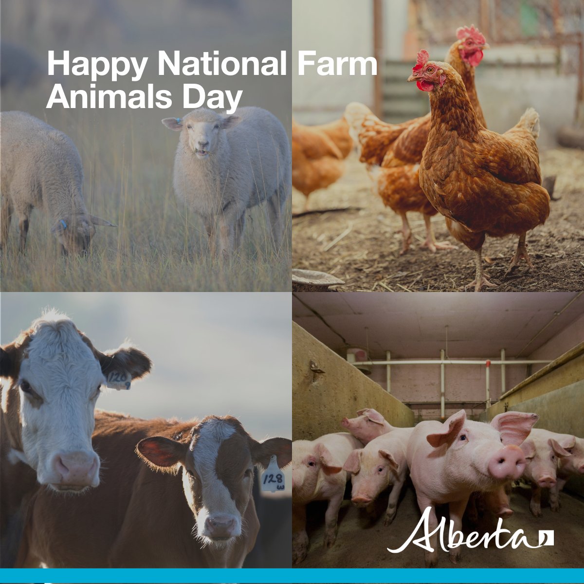 They’re a key part of Alberta’s agriculture industry by providing us with meat, eggs, milk, cheese, wool, leather and many other products. Happy National Farm Animals Day! #abag
