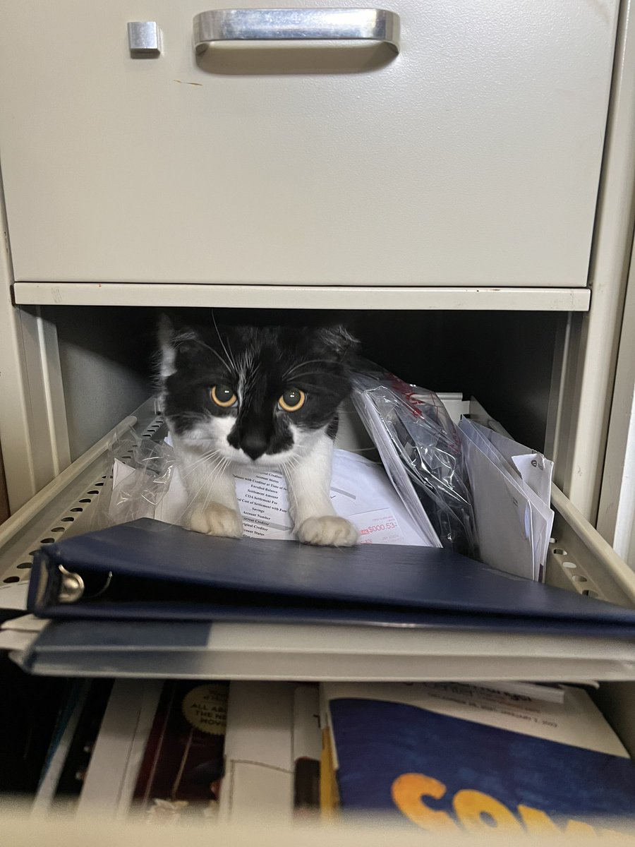 It’s my favorite gremlin’s birthday <a href="/ThatCatReno/">Reno</a>