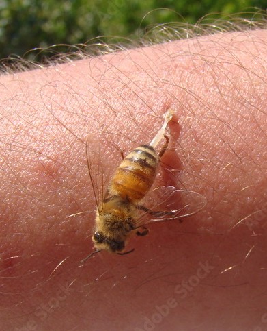 MY DAILY BEE FACTOID

HONEYBEES can sting once, then they die. They do so when threatened. The stinger is barbed & hollow so it is a syringe. The venom is stronger than a rattlesnake's but is injected in minute amounts. It is anti & inflammatory.  
Please FOLL & RT #savethebees