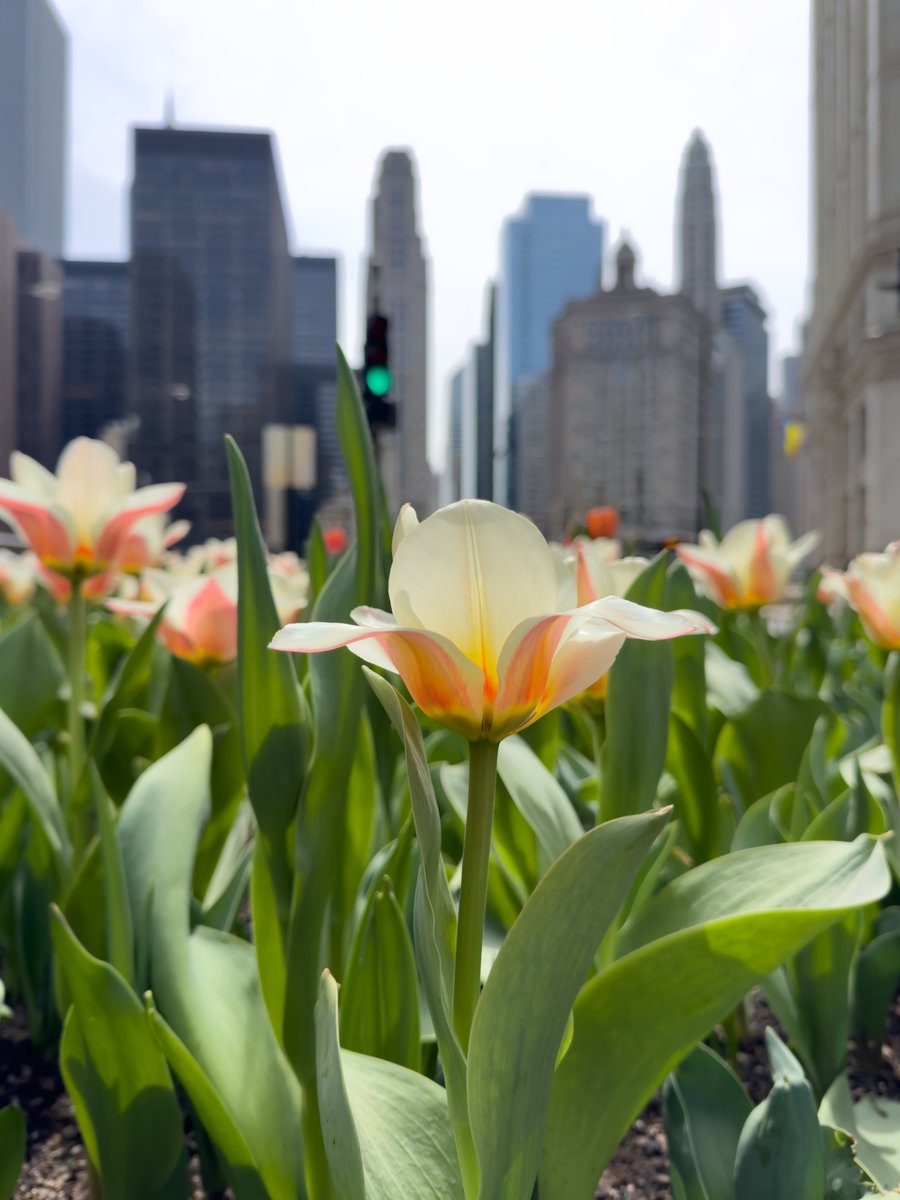 The tulips are blooming along @themagmile. You'll see a wide variety of tulip types and colors this year! Make time to check them out in person before they're gone. #ItStartsHere