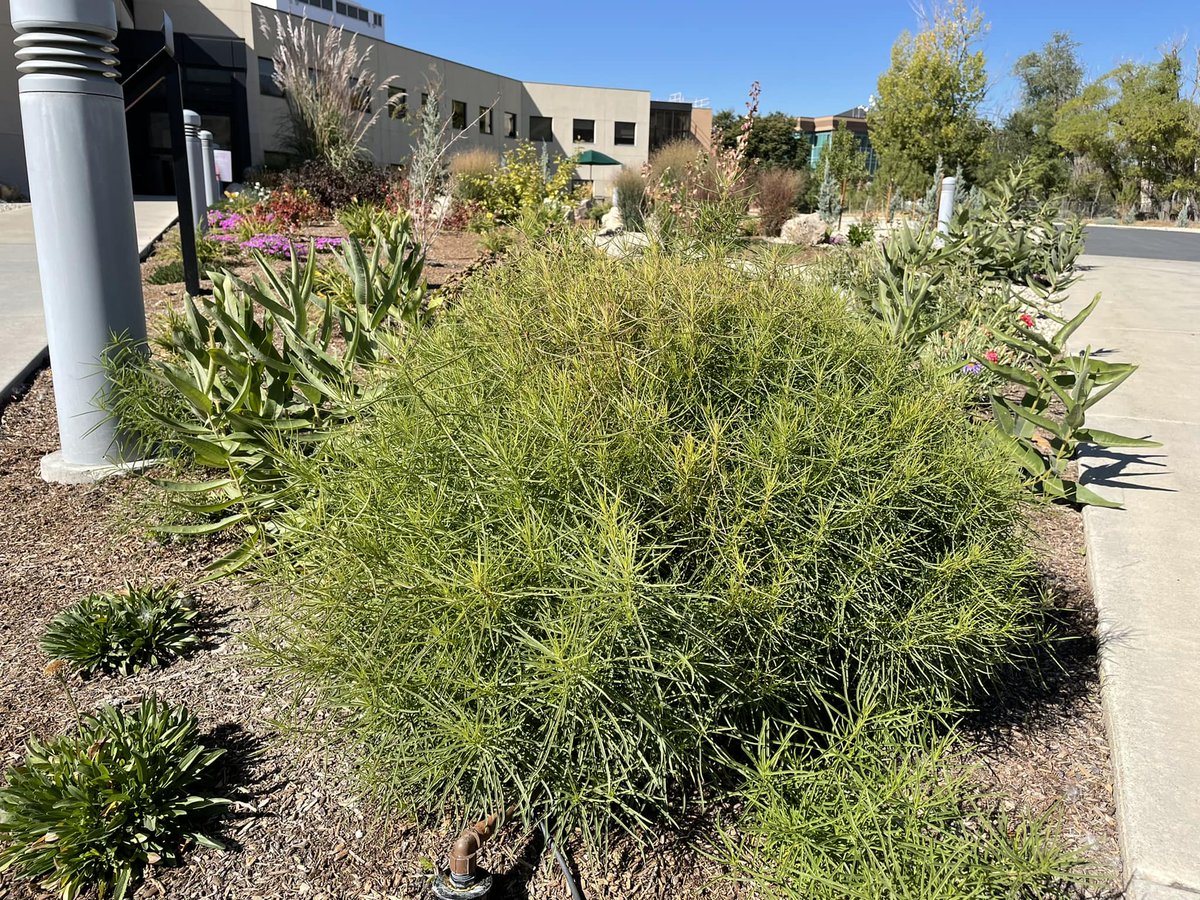 Today's #WednesdayWaterWin goes to @Intermountain & Friends Of Monarchs | Utah for their teamwork replacing thirsty, nonfunctional grass with monarch waystations at several #Utah hospitals & clinics! Essential nutrition for butterflies & other pollinators + much less water = 🏆