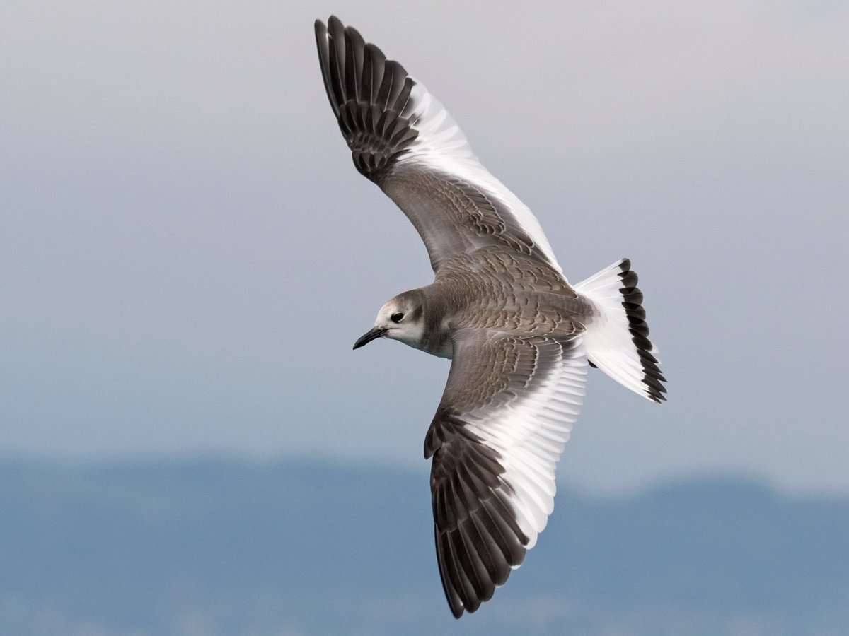 Sabine's Gull.