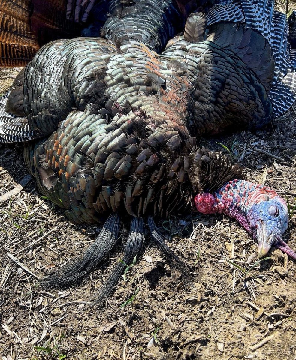 'What's the most beards you've ever seen on a turkey?' - @DruryOutdoors  

#FindYourAdventure #hunting #outdoors #wildturkey #turkeybeard #turkeyhunting #turkeyseason