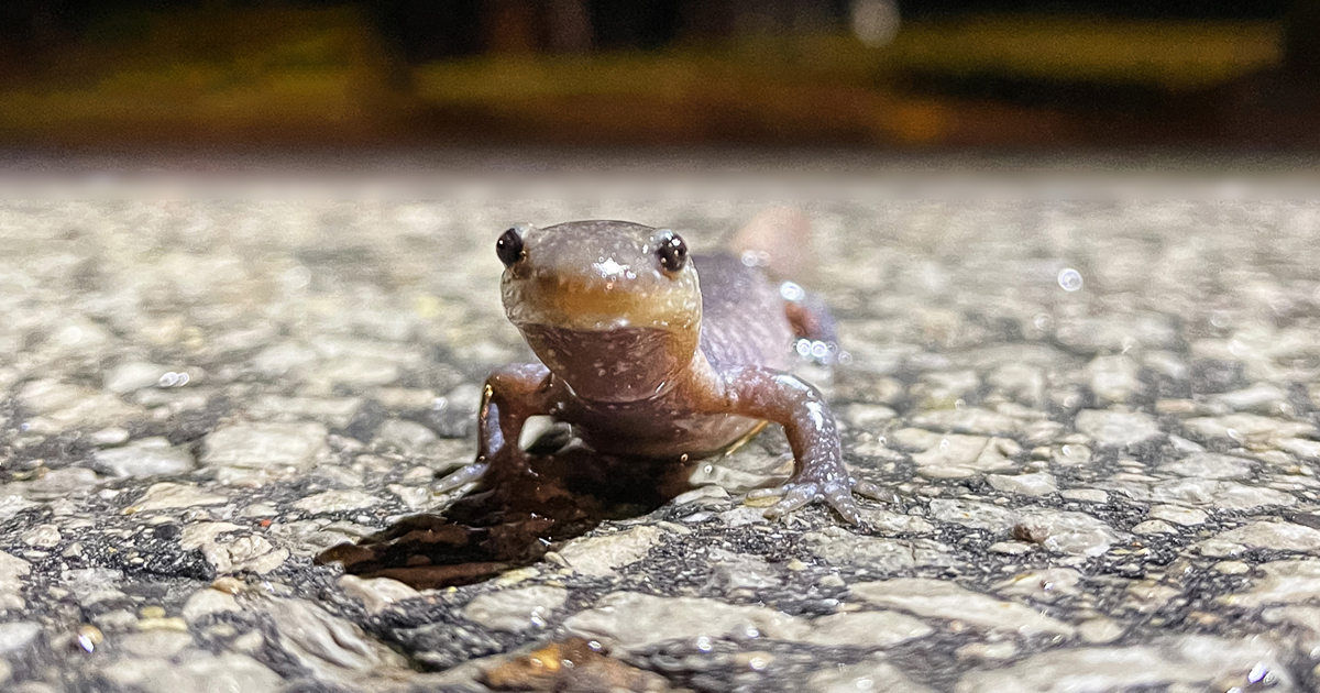 Jefferson Salamanders, an endangered species, are crossing Stouffville Rd to return to their summer breeding grounds. Travellers @myRichmondHill, please be aware of intermittent overnight road closures to protect them. #onYRRoads york.ca/newsroom/news/…