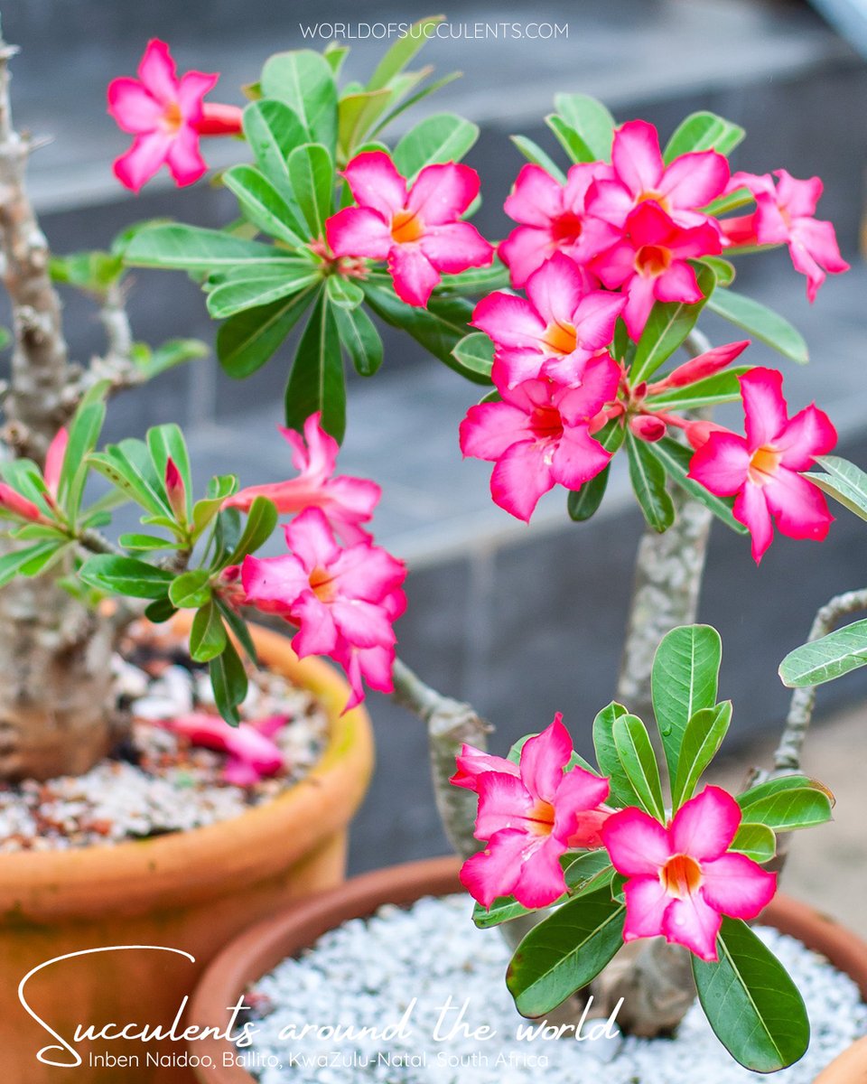 Adenium obesum (Desert Rose)
Plant profile: worldofsucculents.com/adenium-obesum…

#worldofsucculents #succupedia #succulentsaroundtheworld #adenium #adeniumobesum #succulent #succulents