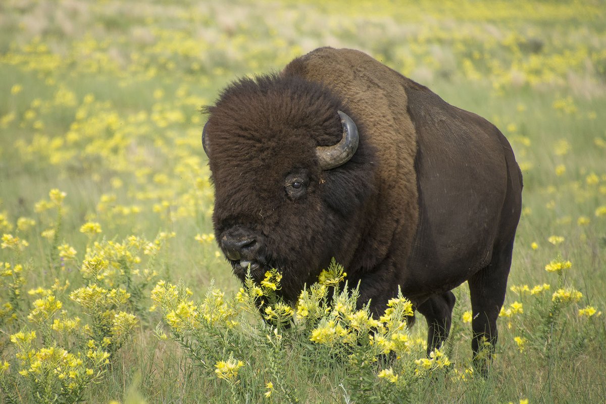 More than 50 people will gather at @nature_org's Niobrara Valley Preserve on April 22 to kick off WTREX Nebraska!! Stay tuned for photos and stories from the event, and to meet our newest bison friends! 📸 credit: Chris Helzer and Amanda Hefner #WTREX #GoodFire #WomenInFire