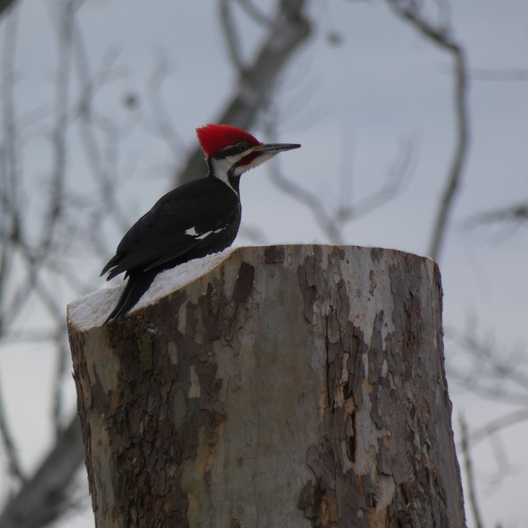 Happy #WildWednesday! Look at what was sighted at Little Red Schoolhouse Nature Center: a pileated woodpecker! These birds forage by probing decayed wood for insects, fruits, and nuts. Interested in springtime birds at the Forest Preserves? Visit: bit.ly/4440UkV