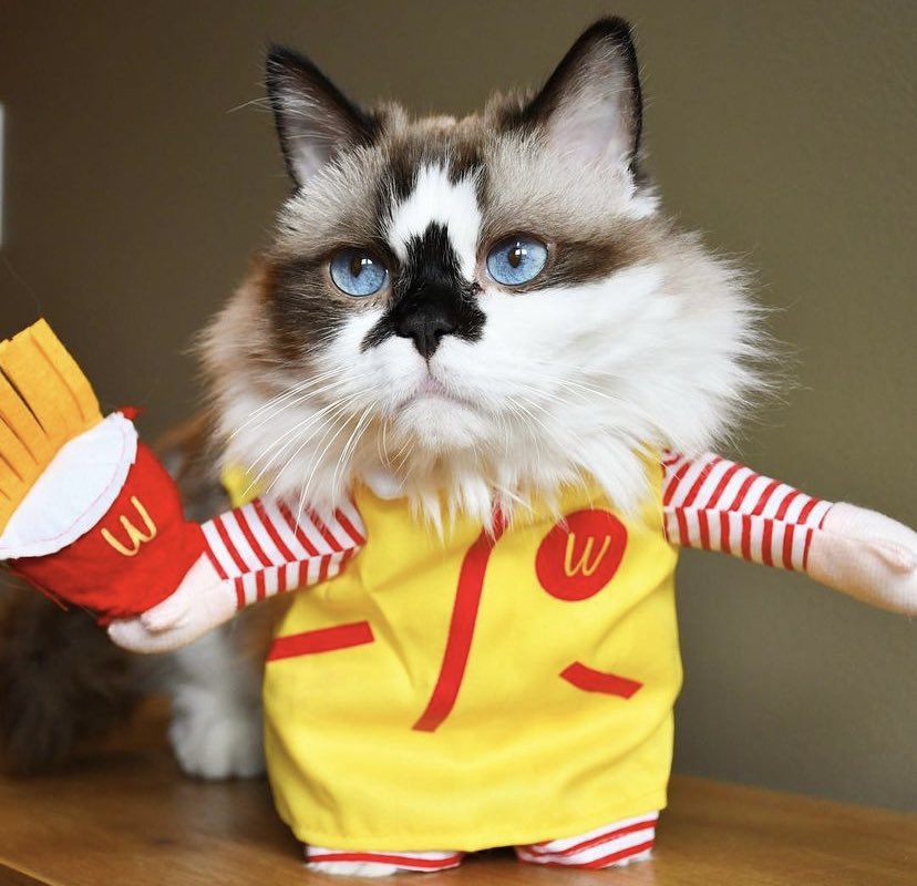 Albert Baby Cat $ALBERT tweet media