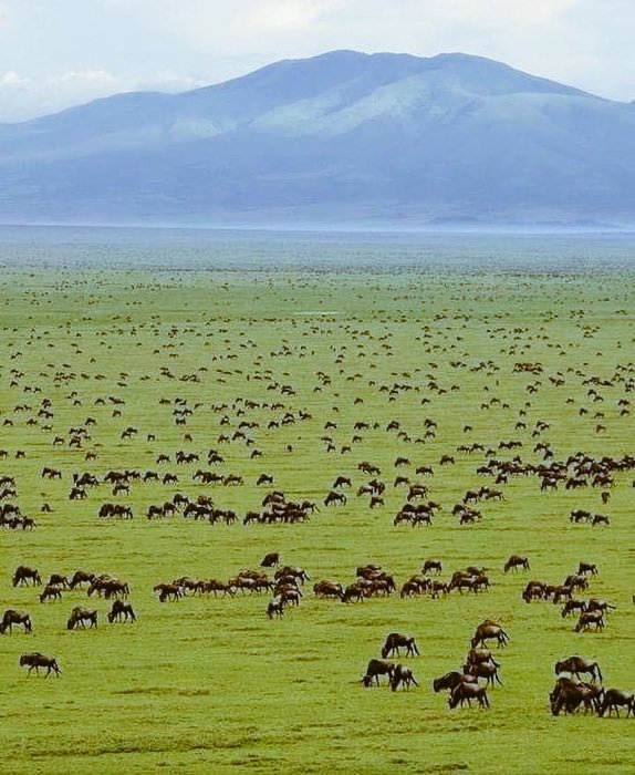 This is the Serengeti National park in Tanzania 🇹🇿 Your Comments on this...