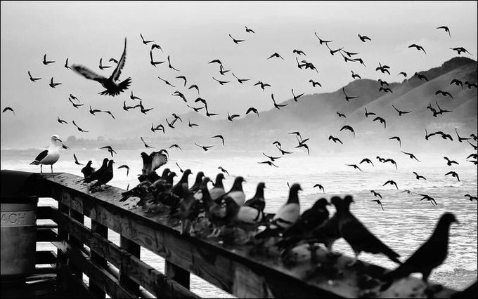 a_london_pigeon's tweet photo. 'Pigeons on the Pier’ 
Pismo Beach, San Luis Obispo County 
Central Coast #California 
📷  Linda Ruiz  #April2019 #large_gull_stage_left https://t.co/fvavcJzqu6