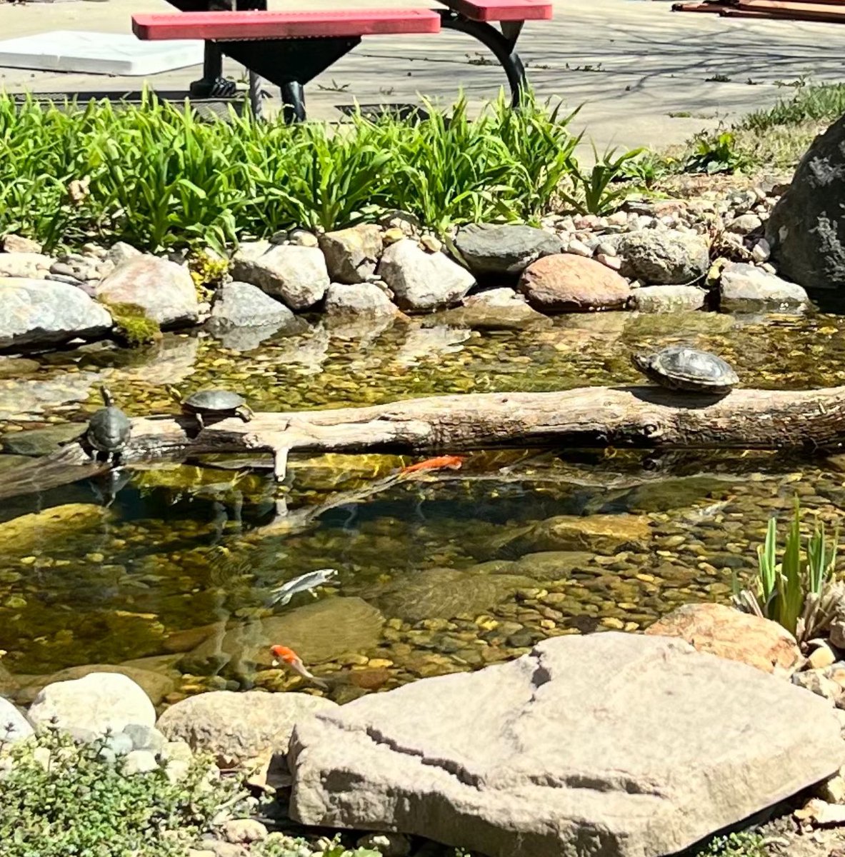 All THREE of our pond turtles 🐢enjoyed time in the 🌞 sun today — signs of Spring at KSTM!!! #KSTMproud #OPSProud