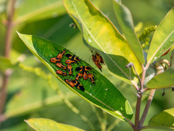 db_trees's tweet image. Infestations can spread and weaken trees. If you notice signs of pest infestation, such as holes in the trunk or branches, insect eggs, or webbing, it&apos;s important to call a professional tree care company to evaluate the situation.