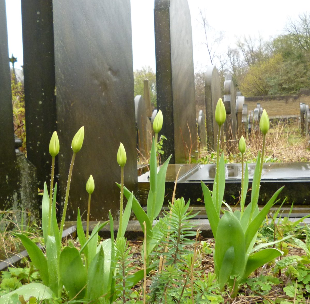 Good morning from the Friends of Lister Lane Cemetery.