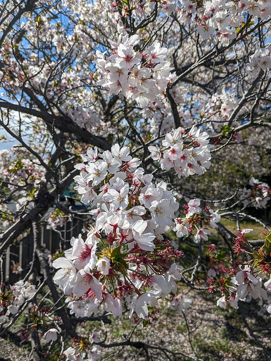 お花見に行きました🐥 たくさんの綺麗な桜🌸 とても心が和みました🎀 🌈🕊✨Peace✨🕊🌈