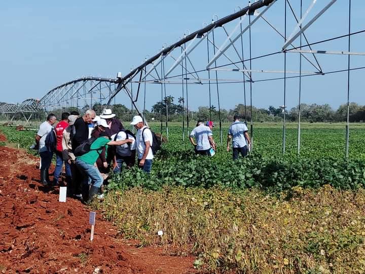 Cultivarán nuevas variedades de soya, maíz y frijol en #Mayabeque y otras regiones del país para contribuir al #Programa Nacional de #Seguridad y #SoberaníaAlimentaria.

#NuevasProducciones #GenteQueSuma 
#JuntosPorMayabeque