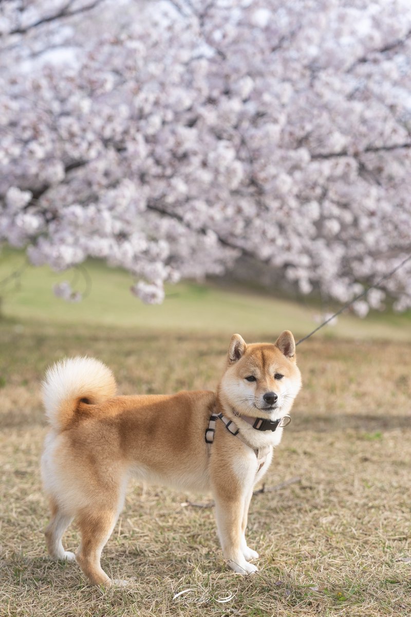 もも🐕と桜🌸 α1 × FE24-70mm F2.8GM II #SonyAlpha #これソニーで撮りました * * #柴犬 #shibainu_momo_photo