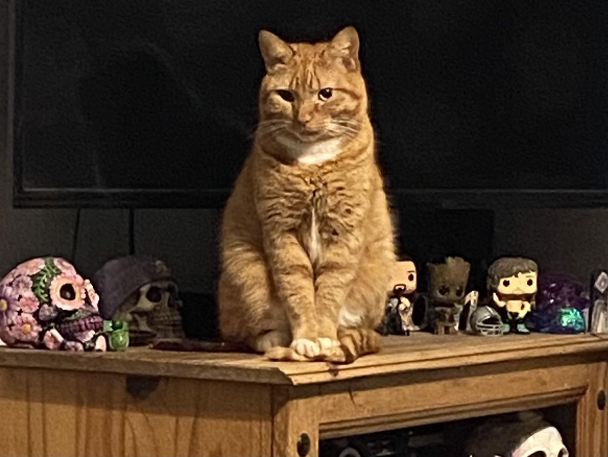 Things belong in front of the TV. Small ornaments, little things ⁦@SharonCorreia13⁩ loves and organises…

A fucking ginger idiot is not one of these items!!! 

#Lemmy
#GingerCat