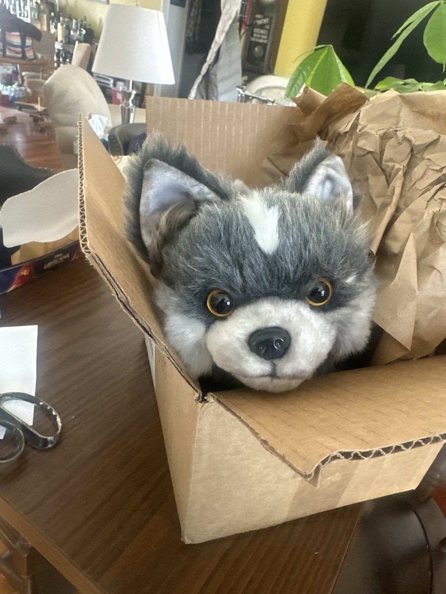 HE CAME IN A BOX!!!!!!!!
