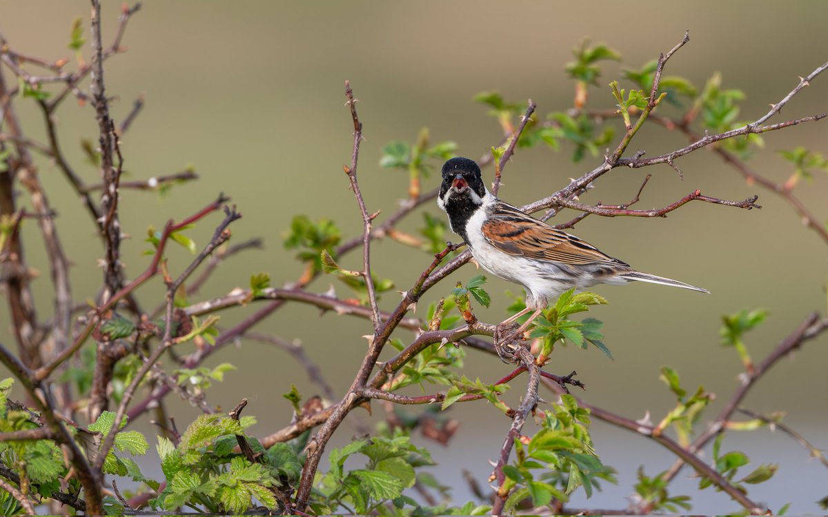 Reed Bunting are dapper birds when in their breeding best. This male seemed to be panting as he had been actively chasing another male off his territory, turning to face me at just the right moment. @UKNikon @HolkhamEstate