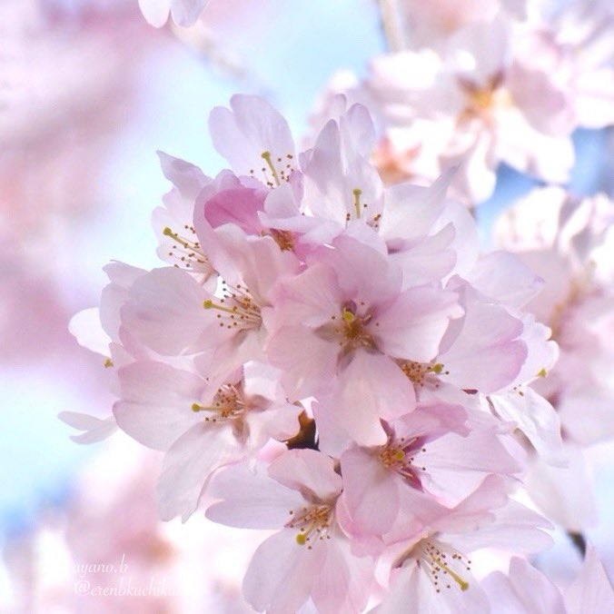 青空と桜

#cherryblossoms