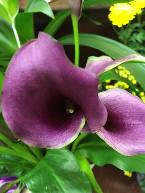 🌞 Good morning! 
#DailyFlowers  

 Calla Lilies at a flower shop