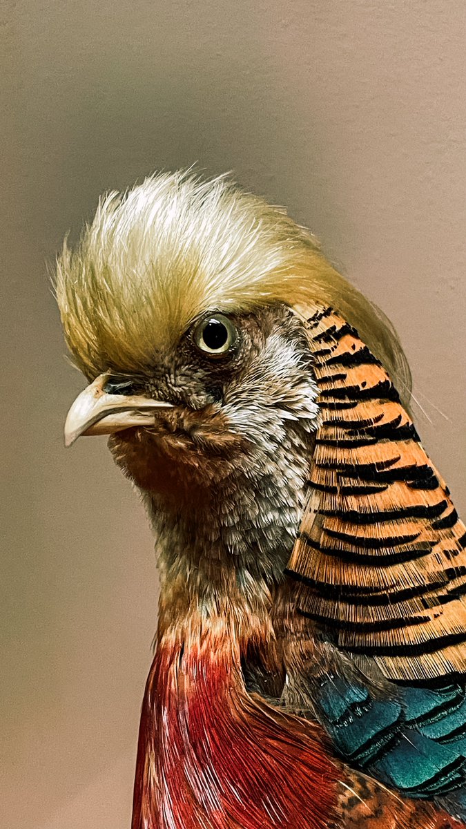 MAKE BIRDS GREAT AGAIN