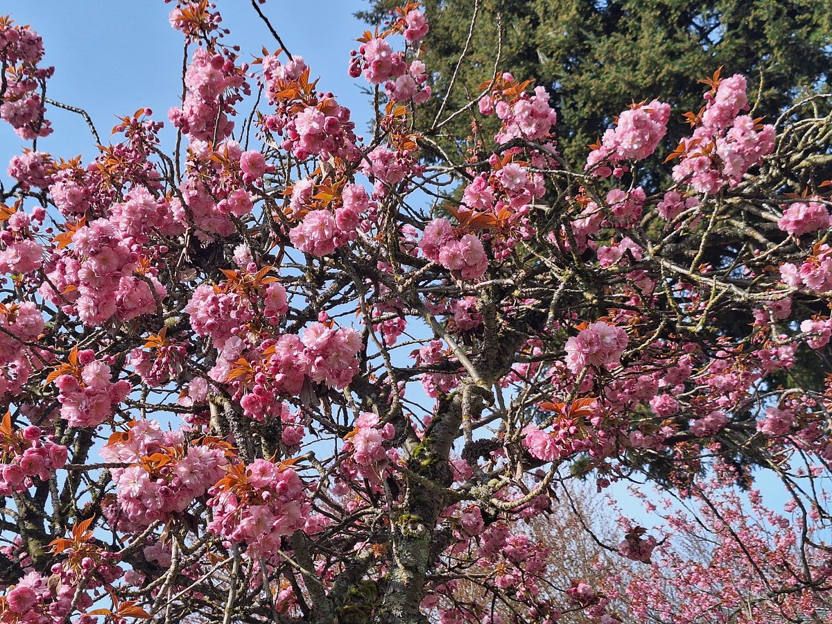 Strategizing about how to make gfm$ stretch is an exercise in impossibility. Thinking I'll reduce hyperbaric, but the misery factor of doing that is so high. Doing my best to keep my head in a good space. At least I got to look at cherry blossoms on the way to pain treatment