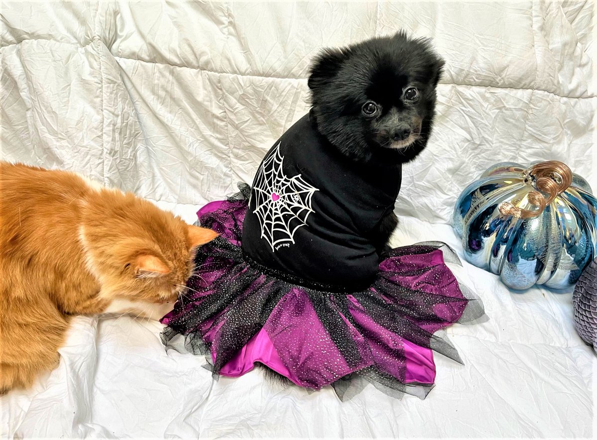 #PhotoChallenge2024April - Siblings
I have a lot of siblings. I'm the only dog though! Here is a picture of Kirby photobombing a picture and q photobomb with Cheeto.  She's the one smelling my dress.  It's hard to tell us apart, of course.
#DogsofTwitter #TaterTotSquad