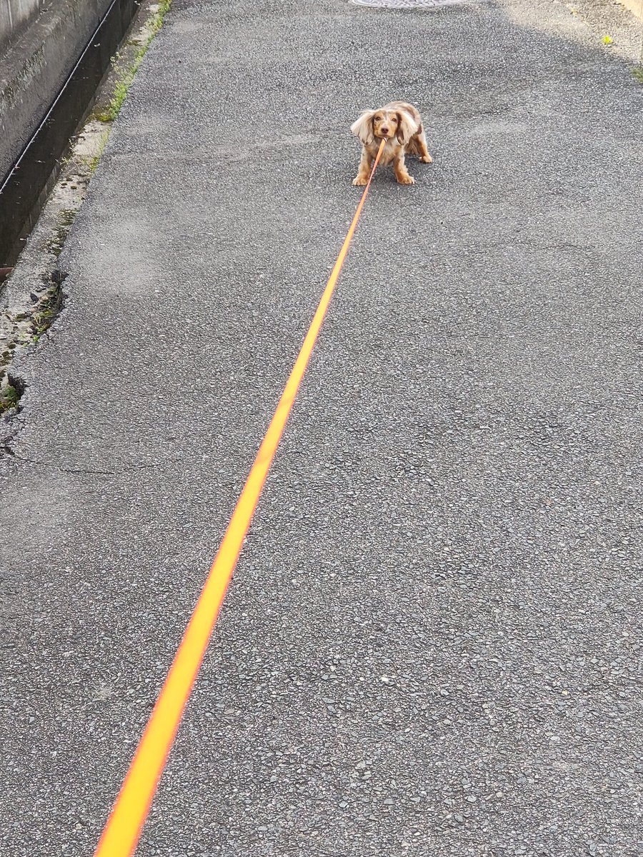 wataru110's tweet image. いつになったら歩くんですかね？

#短足部
#ダックスフンド