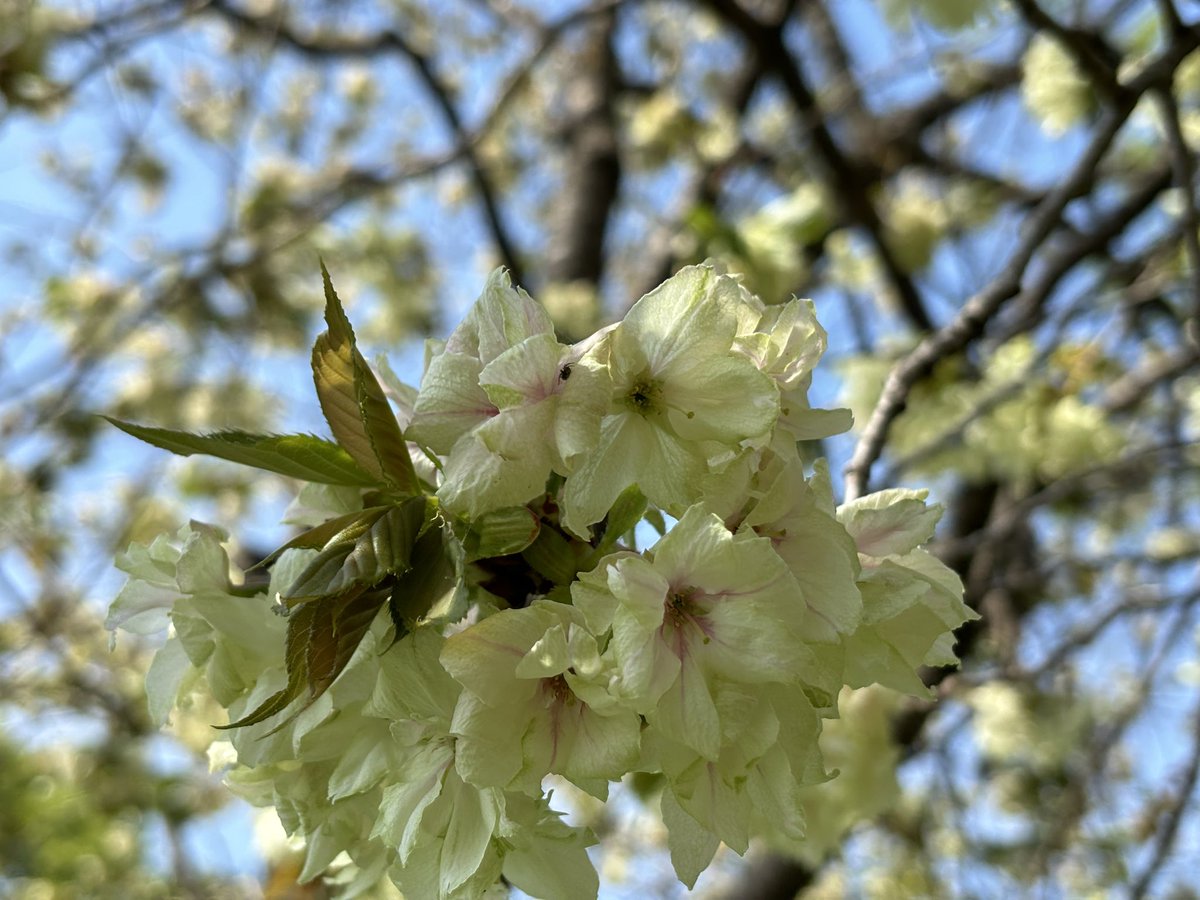 おはようございます。 御衣黄桜咲き 始めました〜。