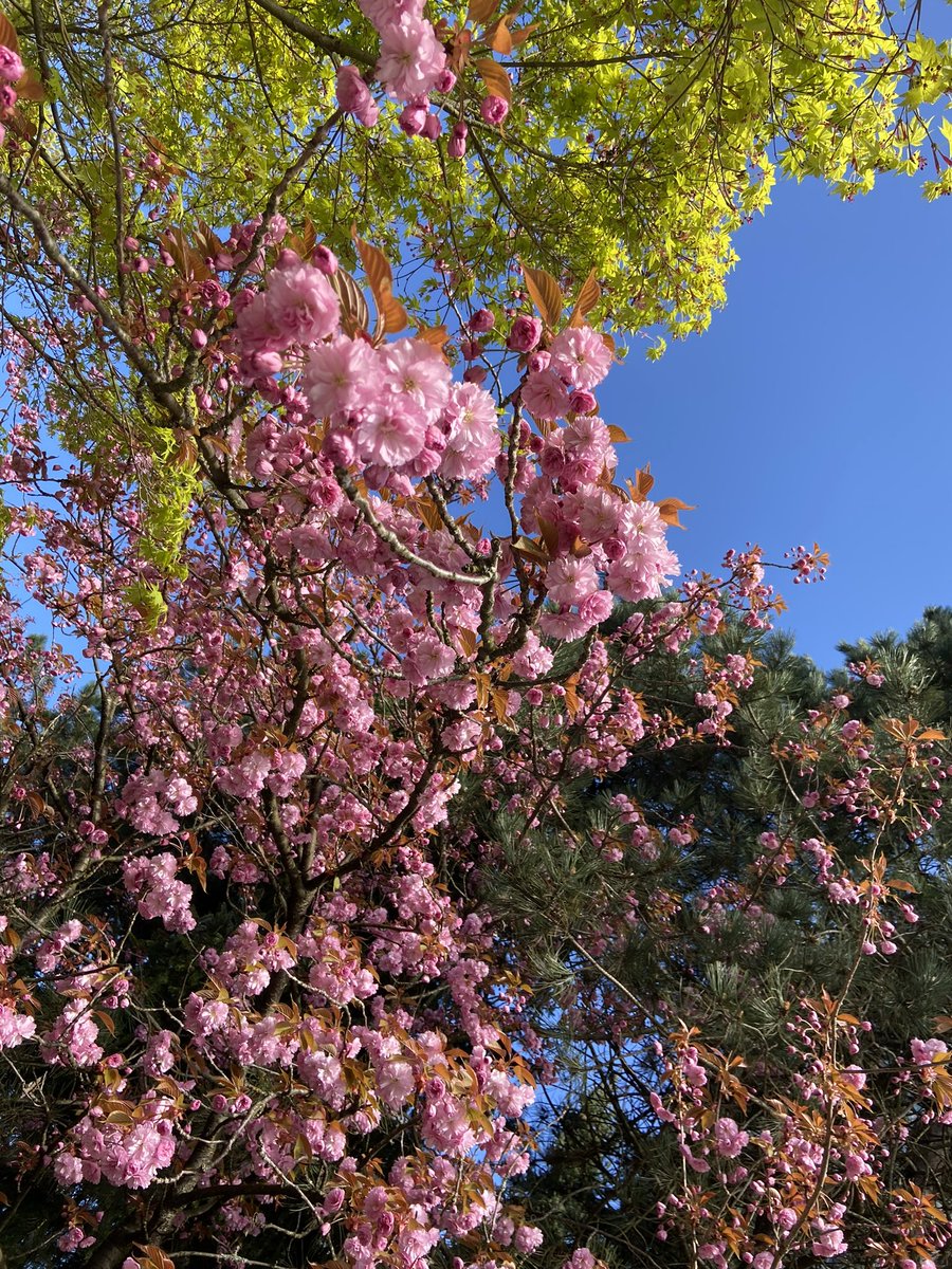 【住民発】ポートムーディー(POMO)ってこんな街！

🌸POMO桜情報🌸

濃いピンクの八重桜が咲いてきました☺️
場所はNewport Village(@ShopNPV )のジェラート×カフェ横の階段です。シティホールからすぐですよ！

#portmoody #portmoodyliving  #バンクーバー桜狂い