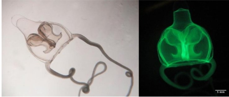 Fluorescence patterns and diversity of hydrozoans from Bocas del Toro, Panama | Ciencias Marinas cienciasmarinas.com.mx/index.php/cmar…