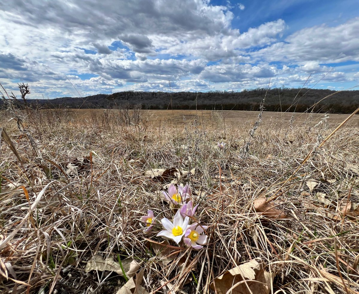 Pasque flowers in bloom today near Cannon Falls — one of the earliest signs of spring on the prairie in Minnesota

They’re running a few weeks ahead of last spring, thanks to the mild winter