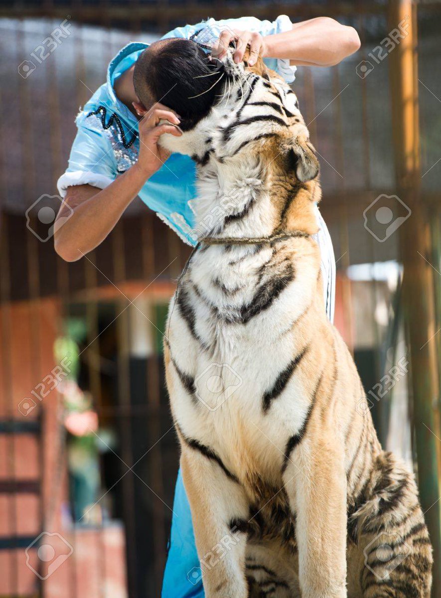 I was told Tigers don’t like people. Surprise! Suprise! Here is a picture that proves them wrong. I’m sure you’d try it, right?