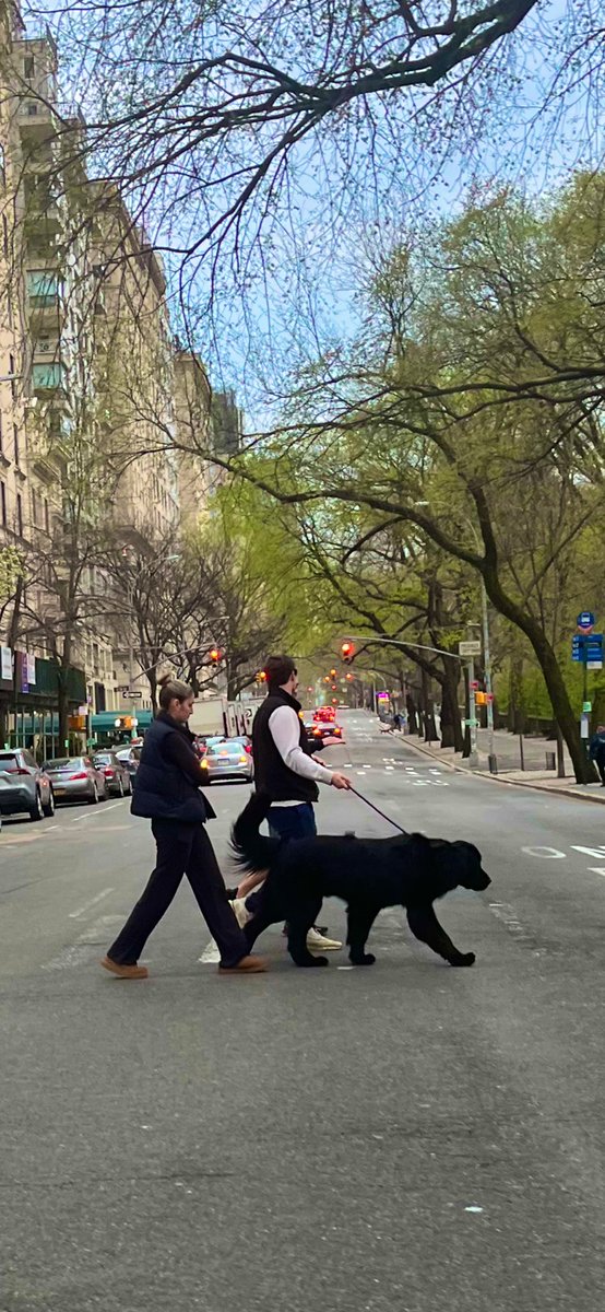 #Newfoundland in #NewYork 🦴🐕‍🦺🐾🦴 #dogs in #nyc #FifthAve