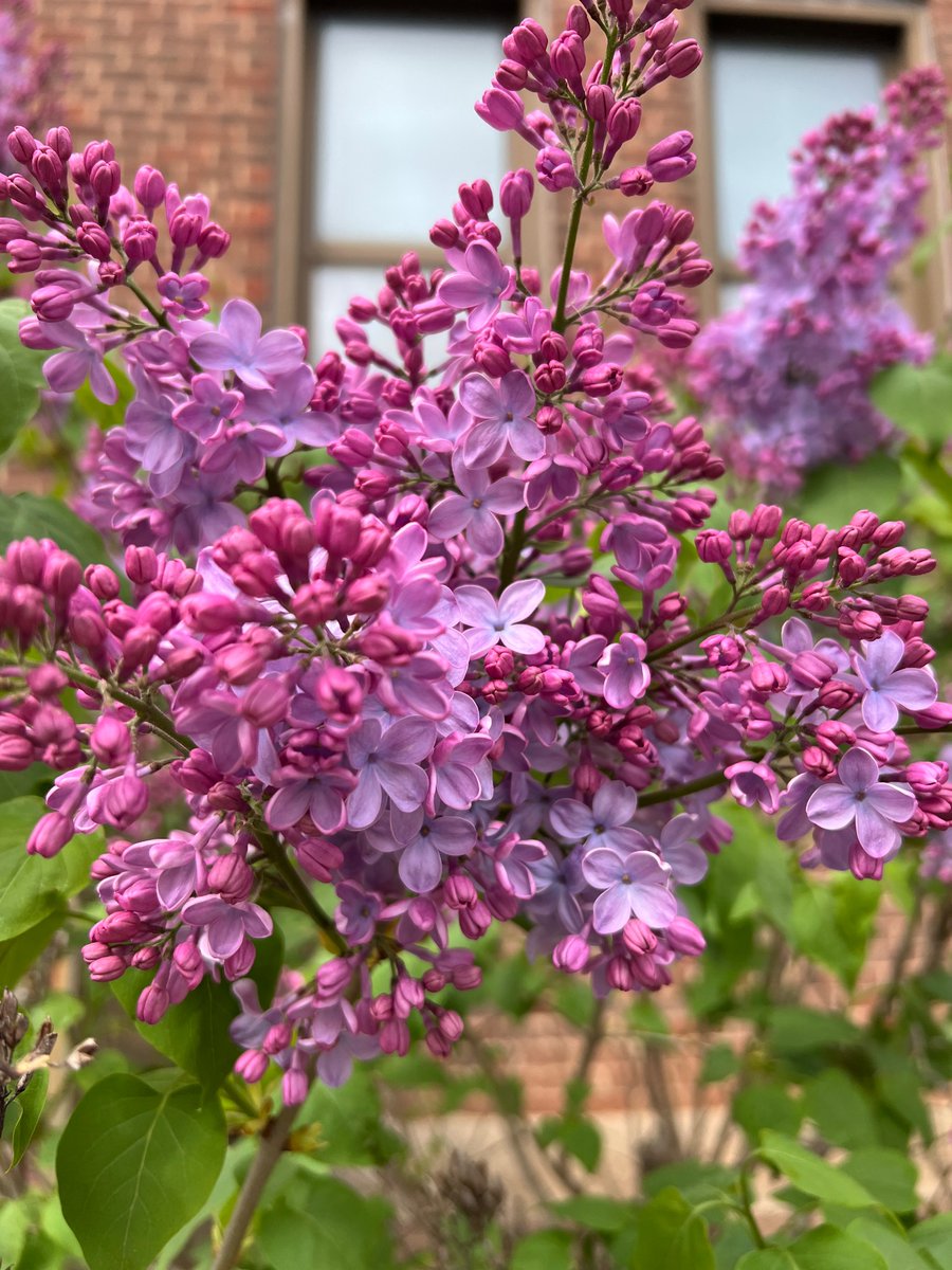 Spring at Purdue campus!