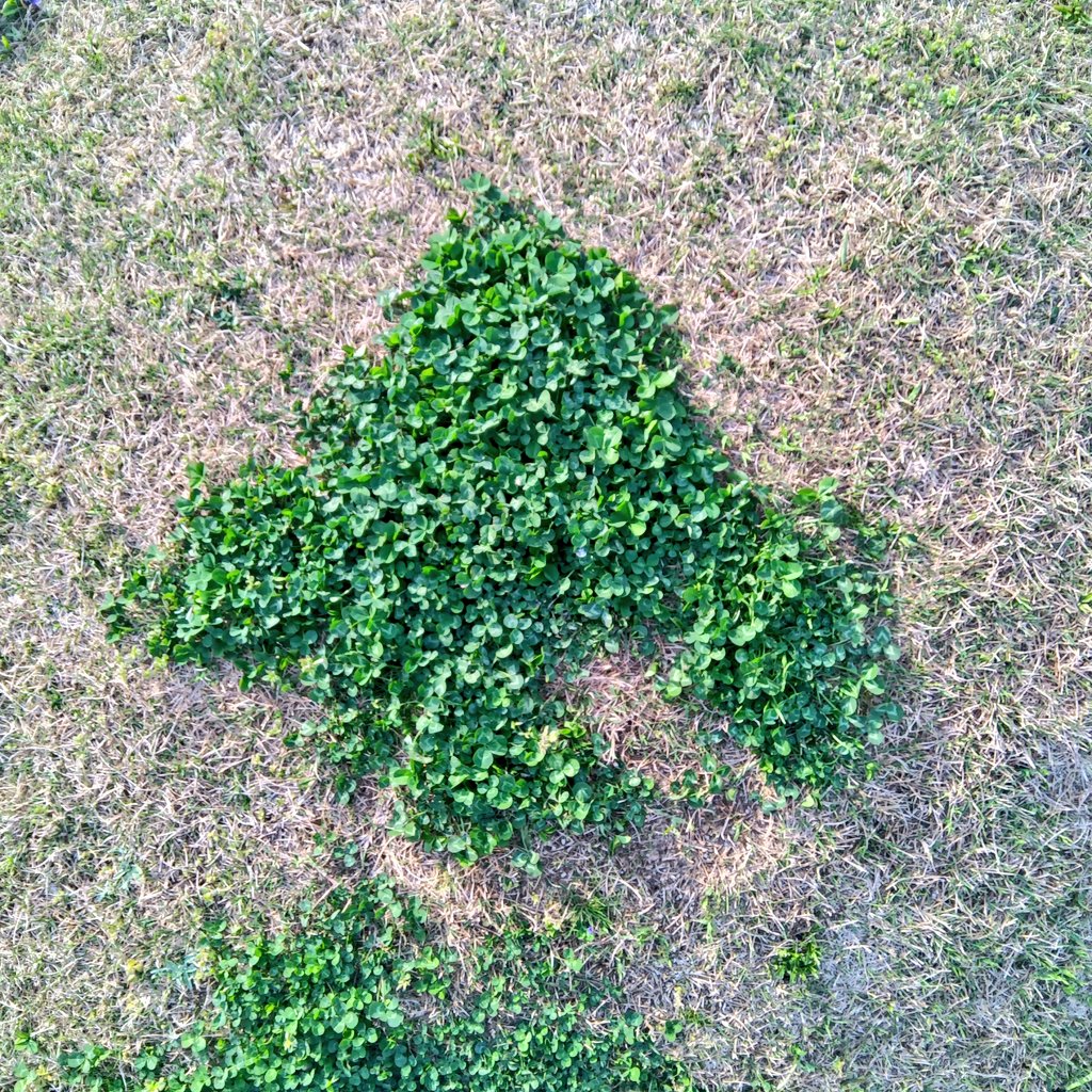 hattorihiroki_'s tweet photo. 庭の芝生に、クローバー♣！？
それとも、矢印⬆？
僕は、こちらへ進めば良いのでしょうか。
おはようございます✨
今日もがんばりましょー！ https://t.co/5maPCCzkTi