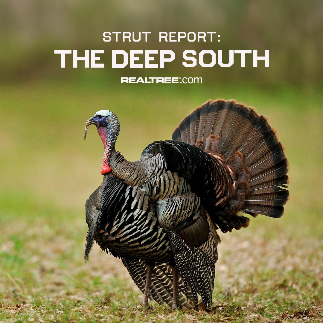 Henned-up birds are frustrating Georgia hunters, but the action is red hot in other parts of the South. Link to read more: realtree.me/49EMiJW #Realtree