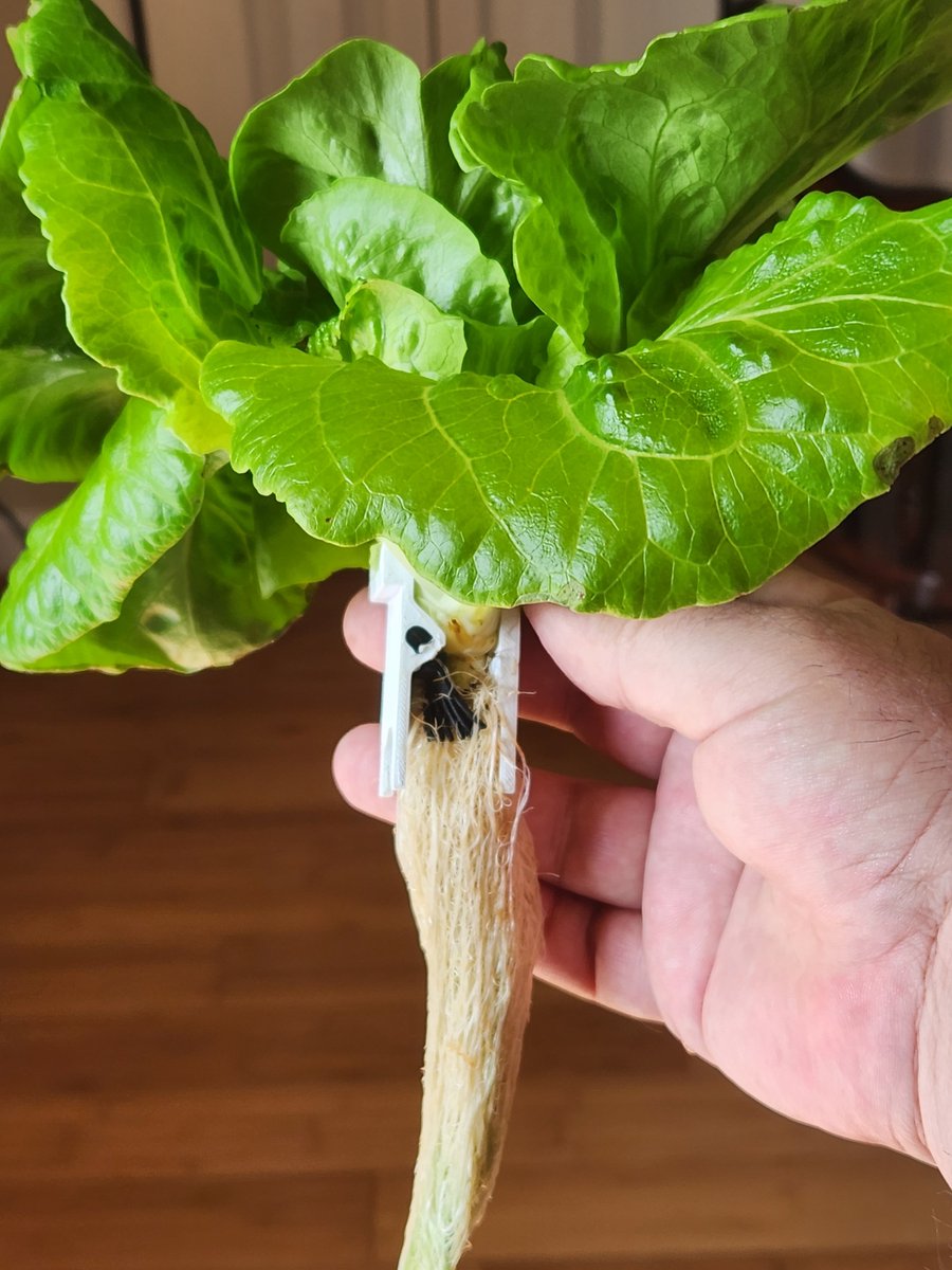 Spudshacks's tweet image. Working and testing new media. This is the future media with no soil type of substrate. Growing well really. And we can use raw seeds on this cube.