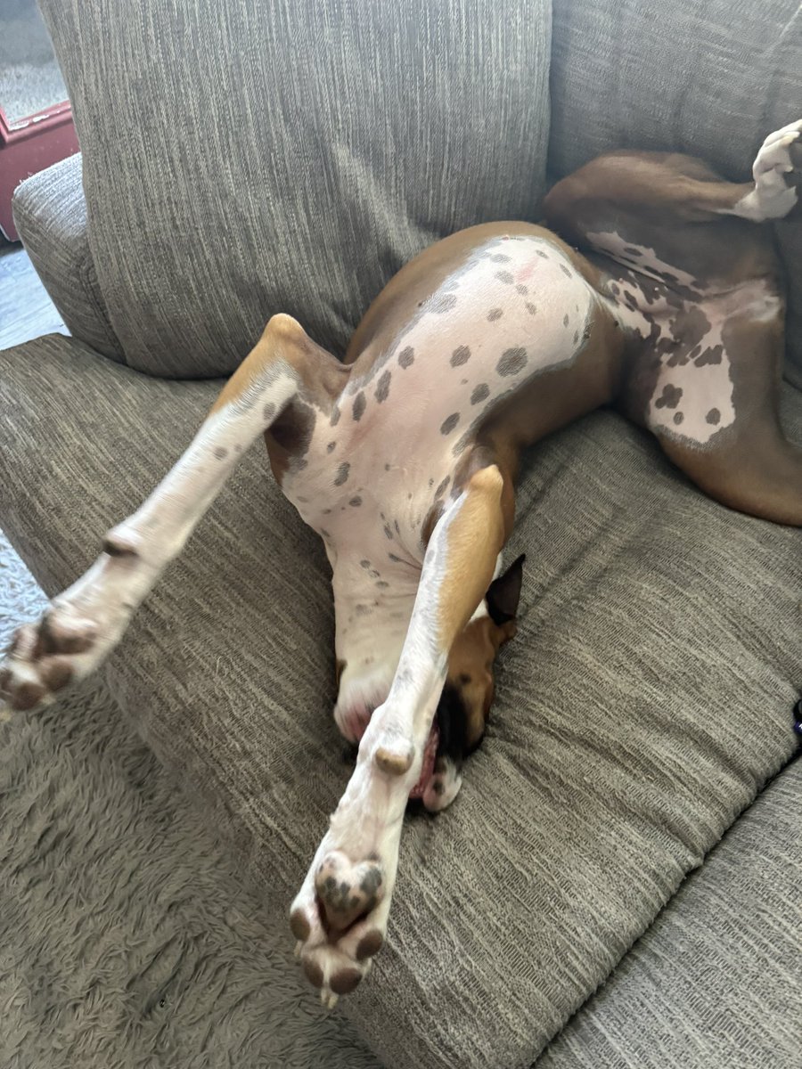 COSportsNut's tweet photo. My little monster! #BoxerDaddy https://t.co/GK2GbI8ZMt