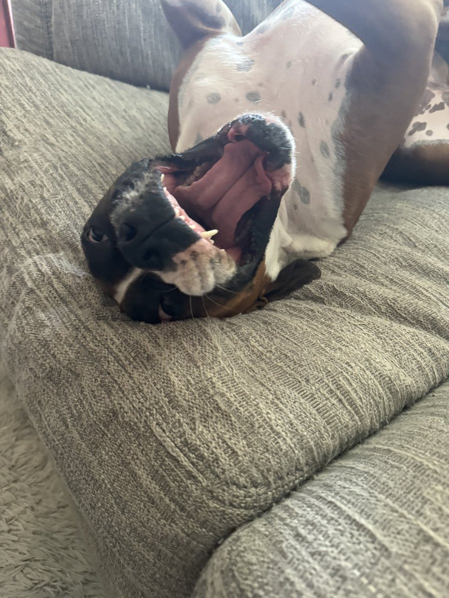 COSportsNut's tweet photo. My little monster! #BoxerDaddy https://t.co/GK2GbI8ZMt