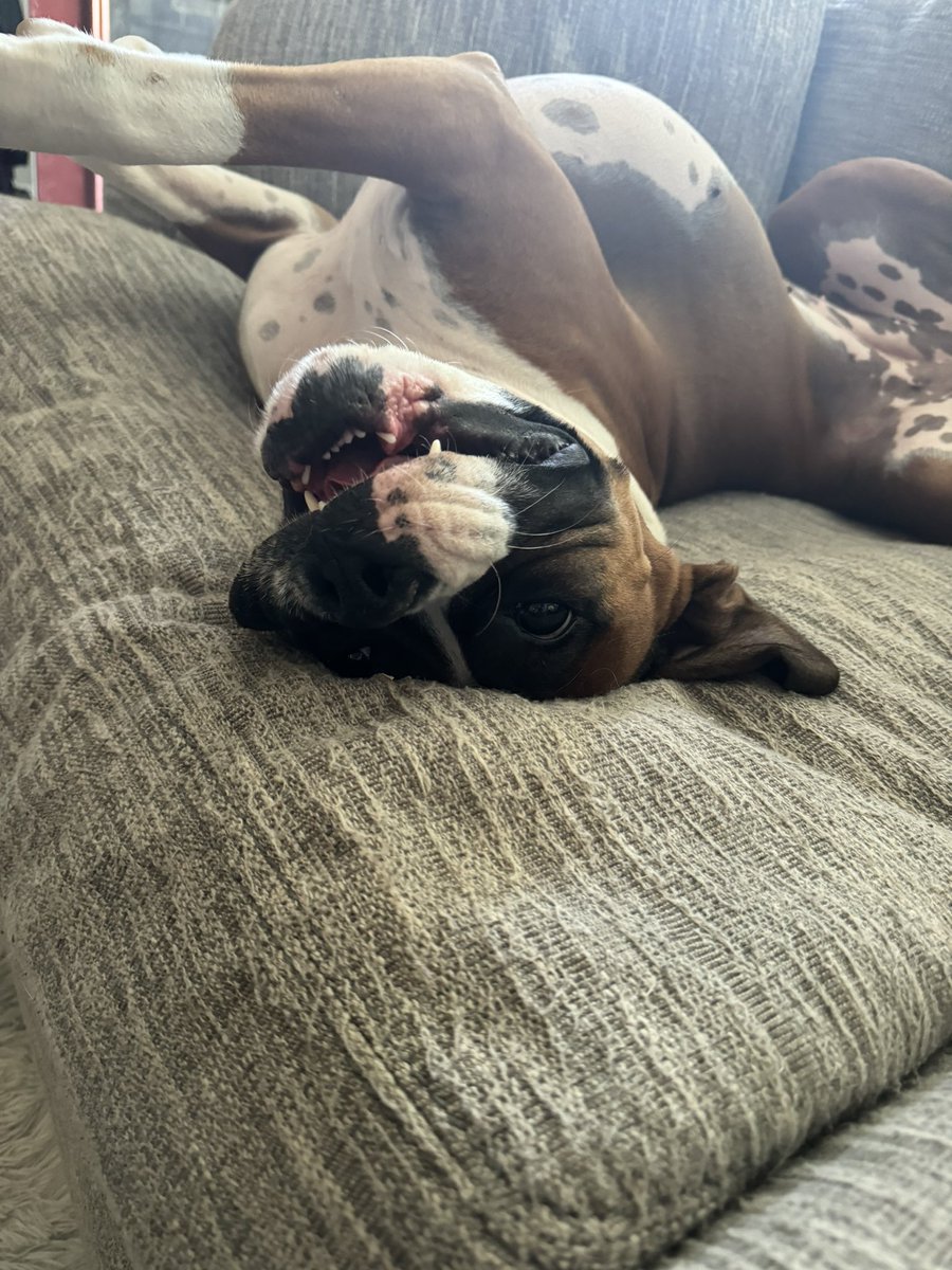 COSportsNut's tweet photo. My little monster! #BoxerDaddy https://t.co/GK2GbI8ZMt